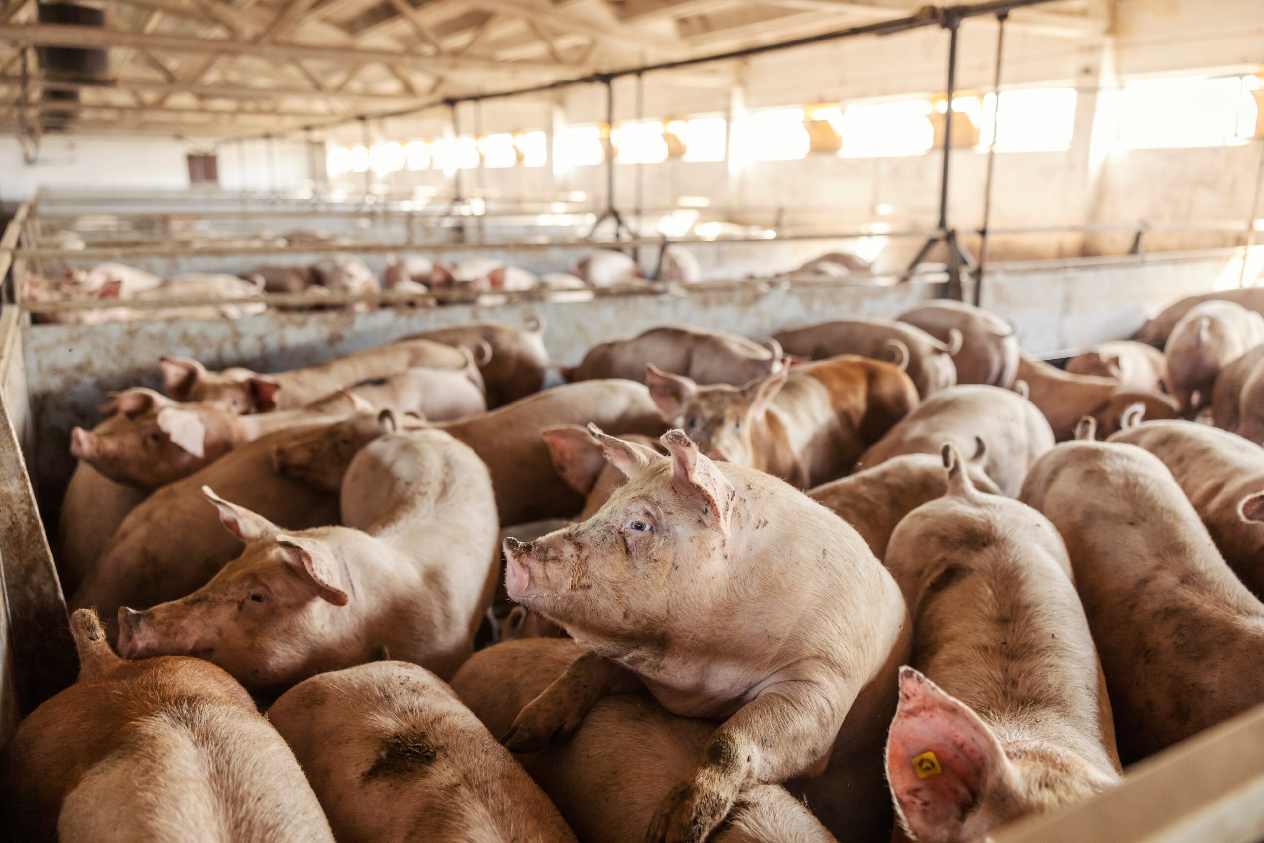 America has more pork than needed